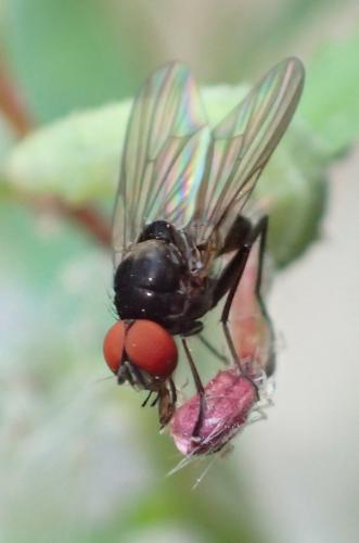 Azelia sp.